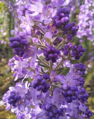 Selago canescens buds and flowers